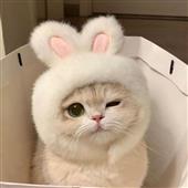 Chơ
