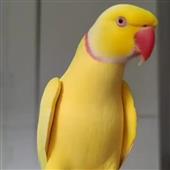 Các