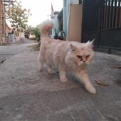 Tỷ 
