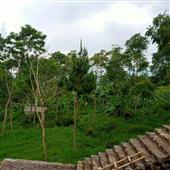 Trậ